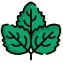 Natural Mint Products