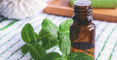 Mentha Piperita Oil Manufacturers