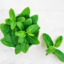 Mentha Piperita Oil Manufacturers