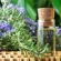 Rosemary Oil